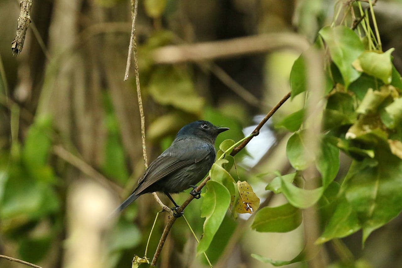 A small Pohnpei flycatcher perched on a rainforest branch on Pohnpei island