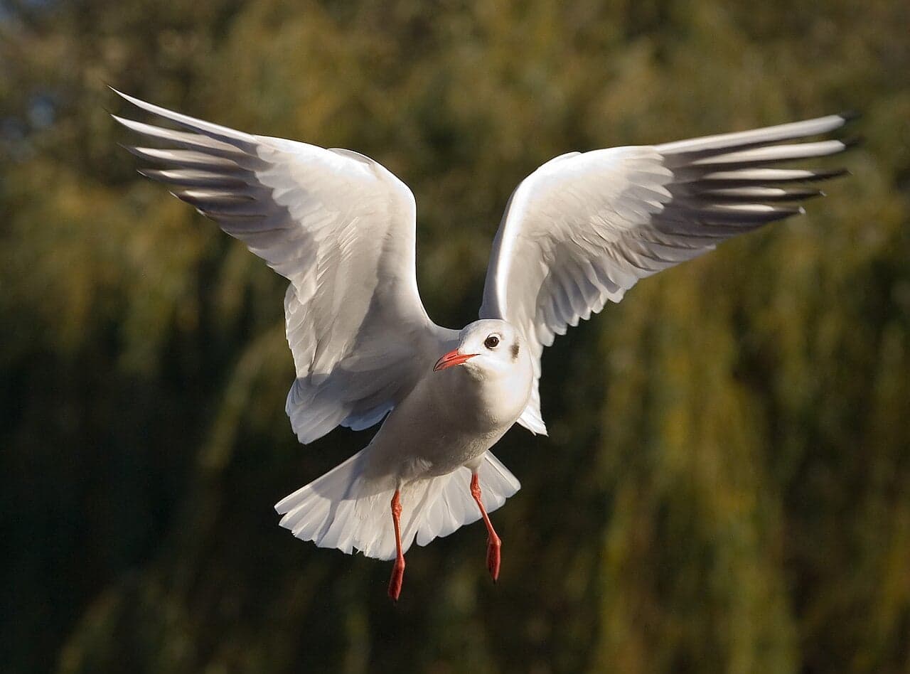 A herring gull in flight above the blue Mediterranean Sea