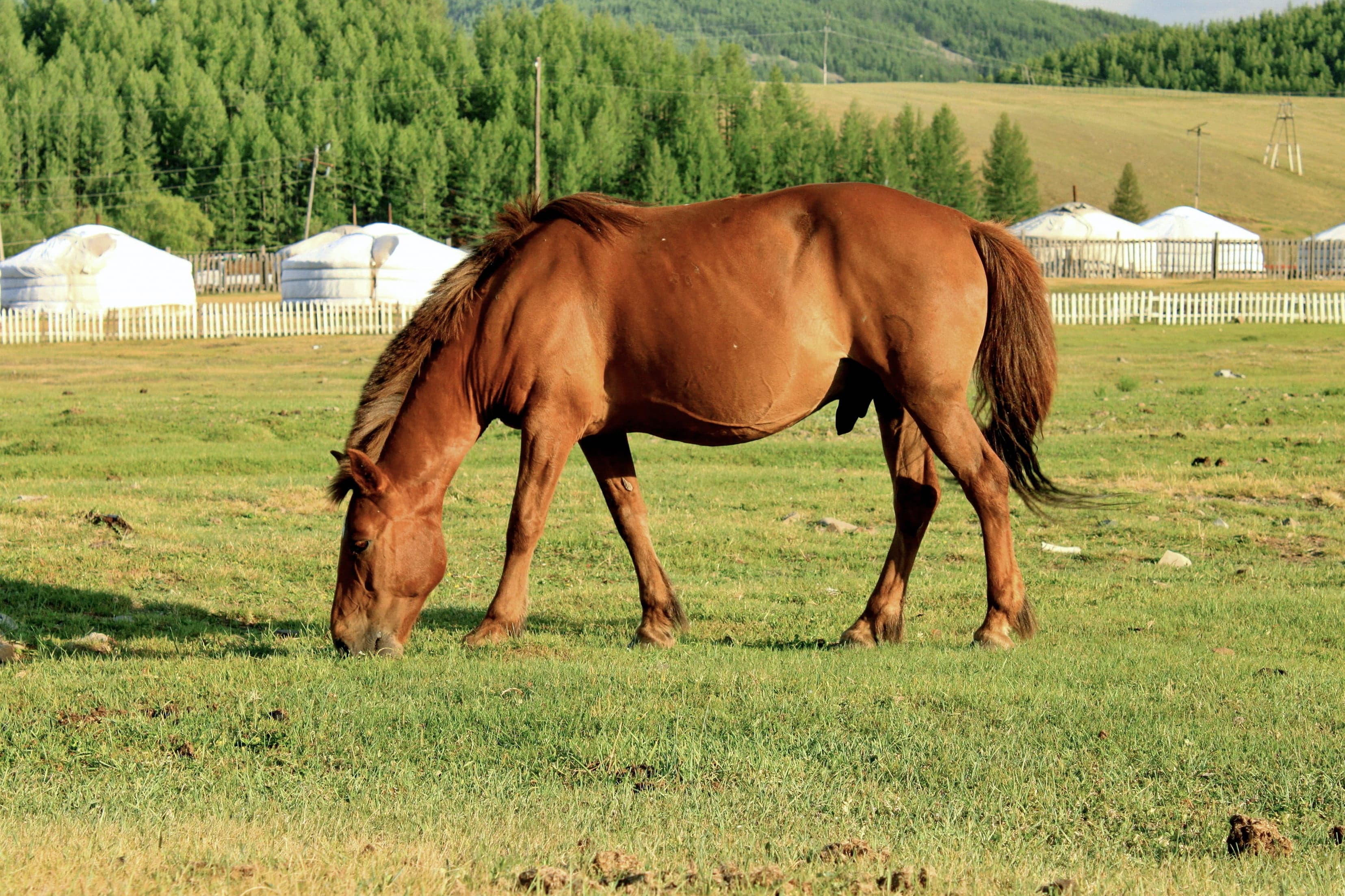 A small sturdy Mongolian horse galloping across the open steppe