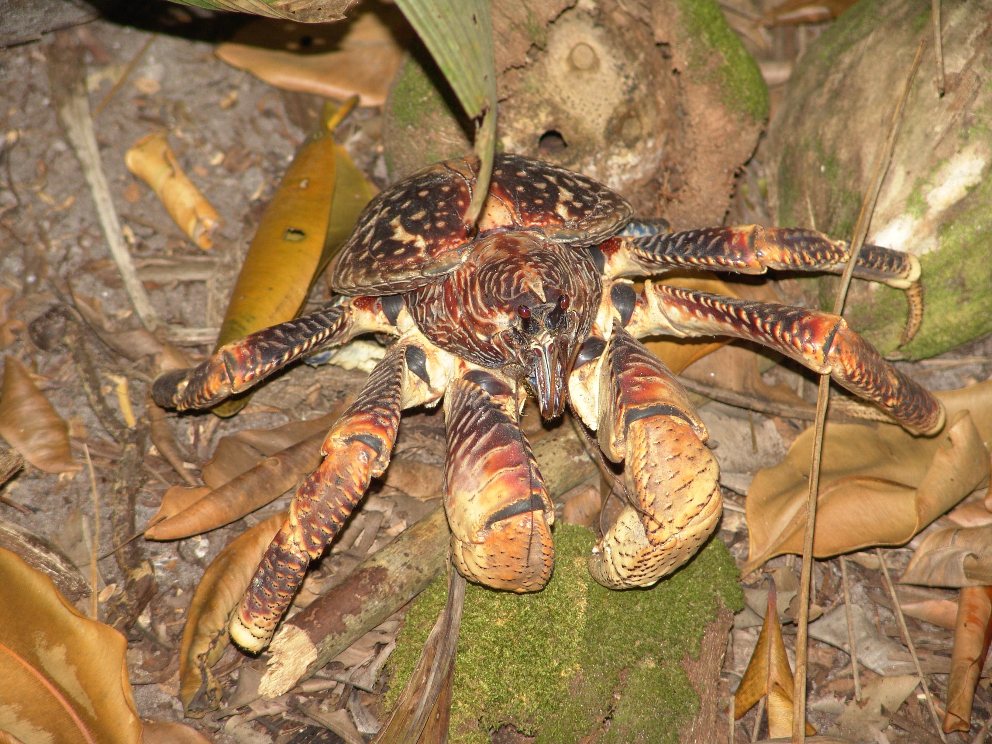 A large coconut crab with blue and orange shell climbing a coconut palm tree