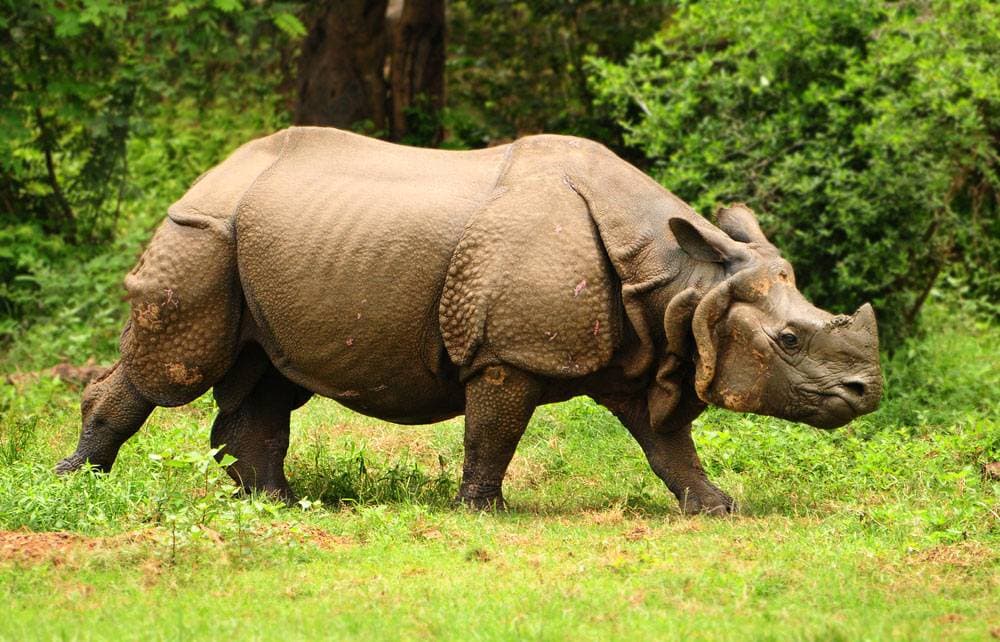 A one-horned rhinoceros wading through tall grass in Chitwan National Park
