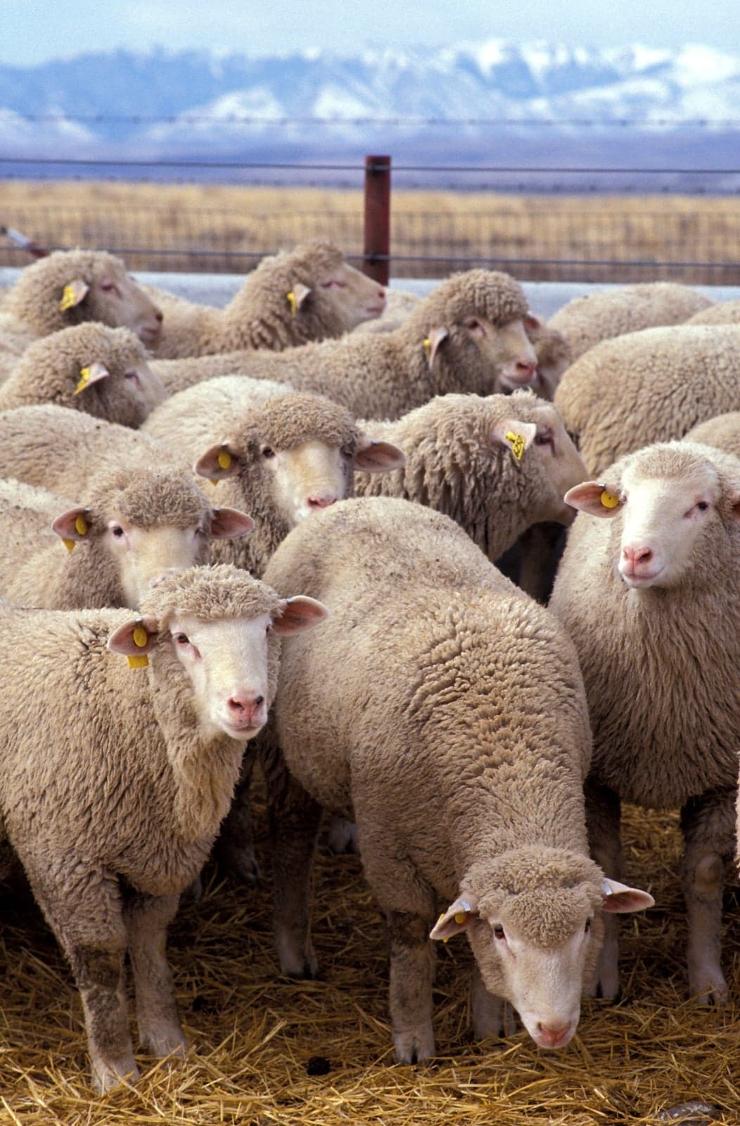 A flock of woolly sheep crowded together in a field