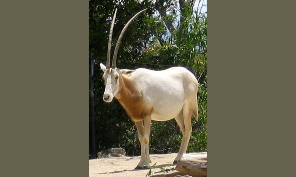 A scimitar oryx with long curved horns standing on golden savanna