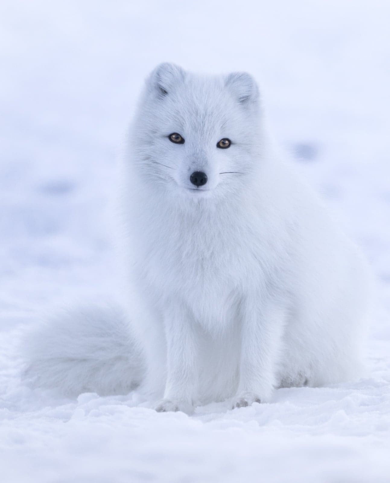 A snow-white Arctic fox curled up in the snow