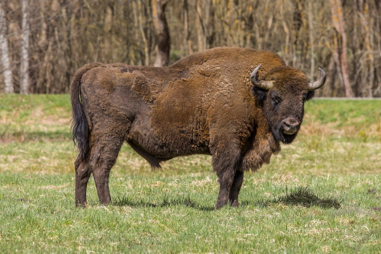 A massive European bison walking through the snowy Białowieża Forest