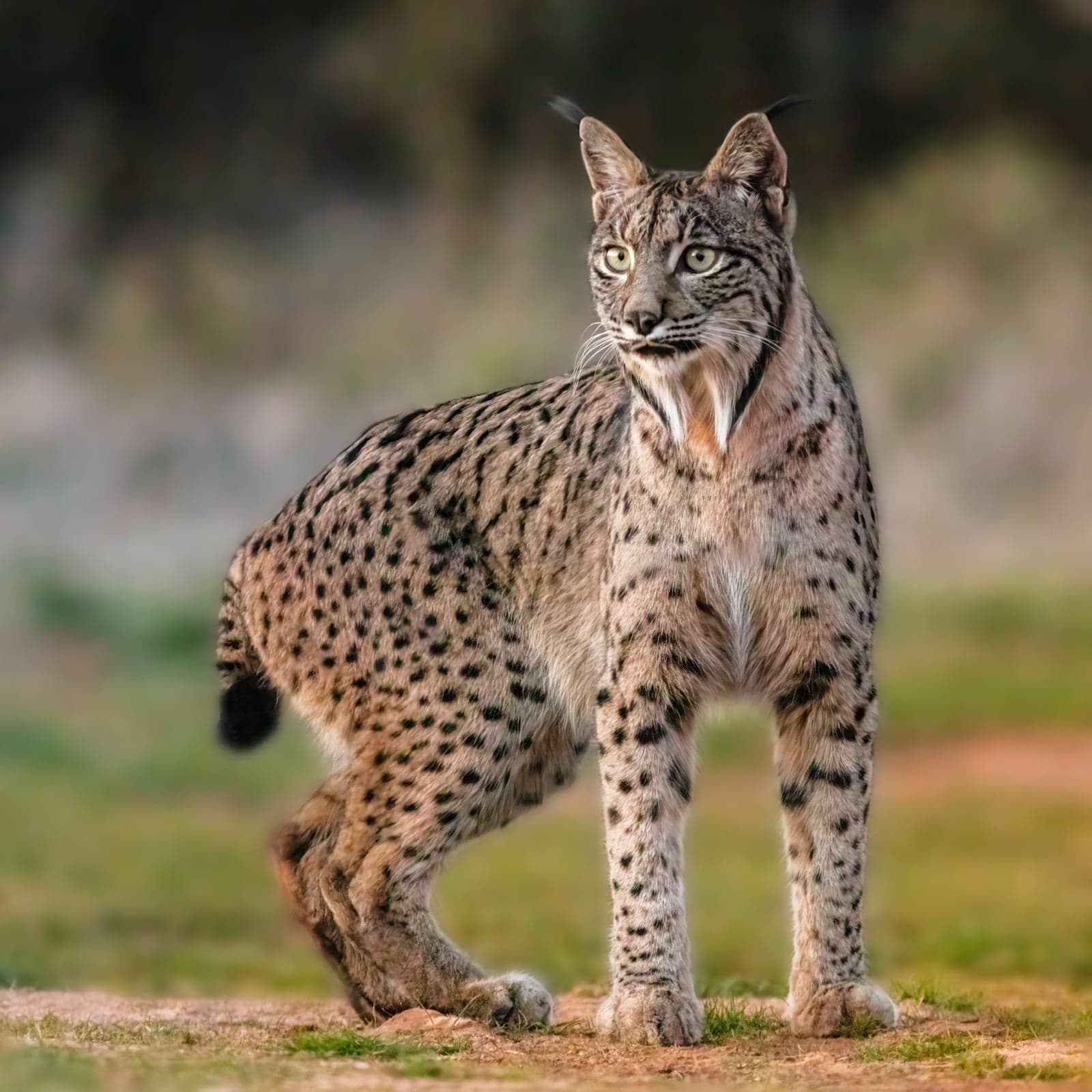 An Iberian lynx with spotted fur and tufted ears in Portuguese scrubland