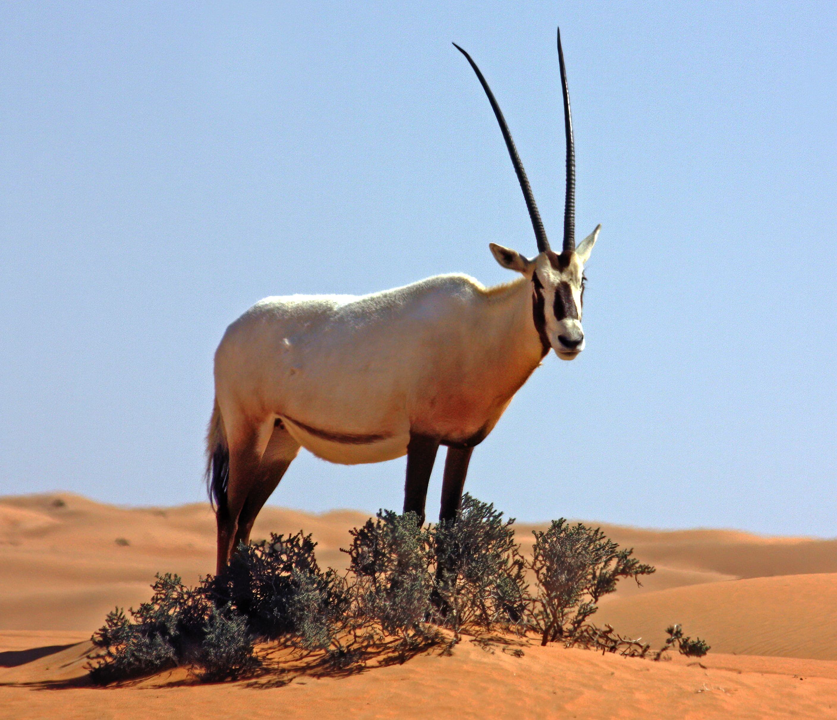 A white Arabian oryx with long straight horns standing in a sandy desert landscape