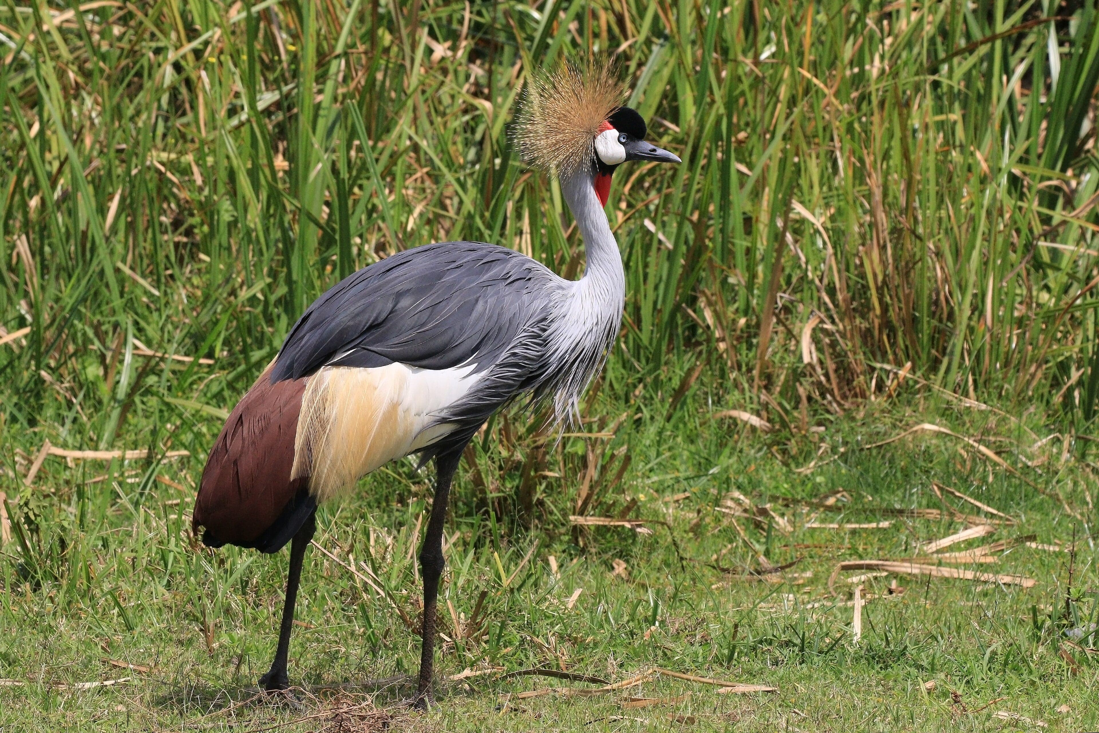 A grey crowned crane standing tall with its golden feather crown