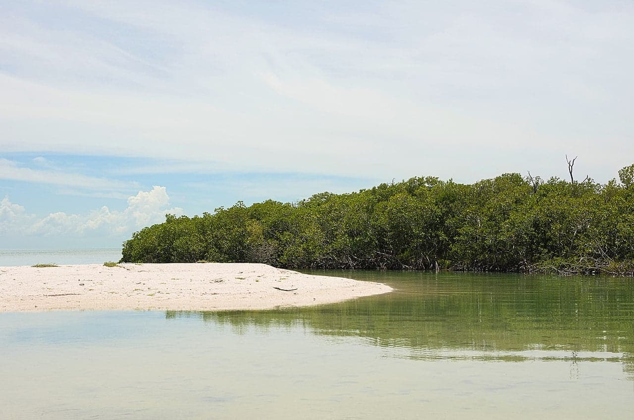 Dense mangrove trees with tangled roots rising from calm shallow water in Saint Lucia