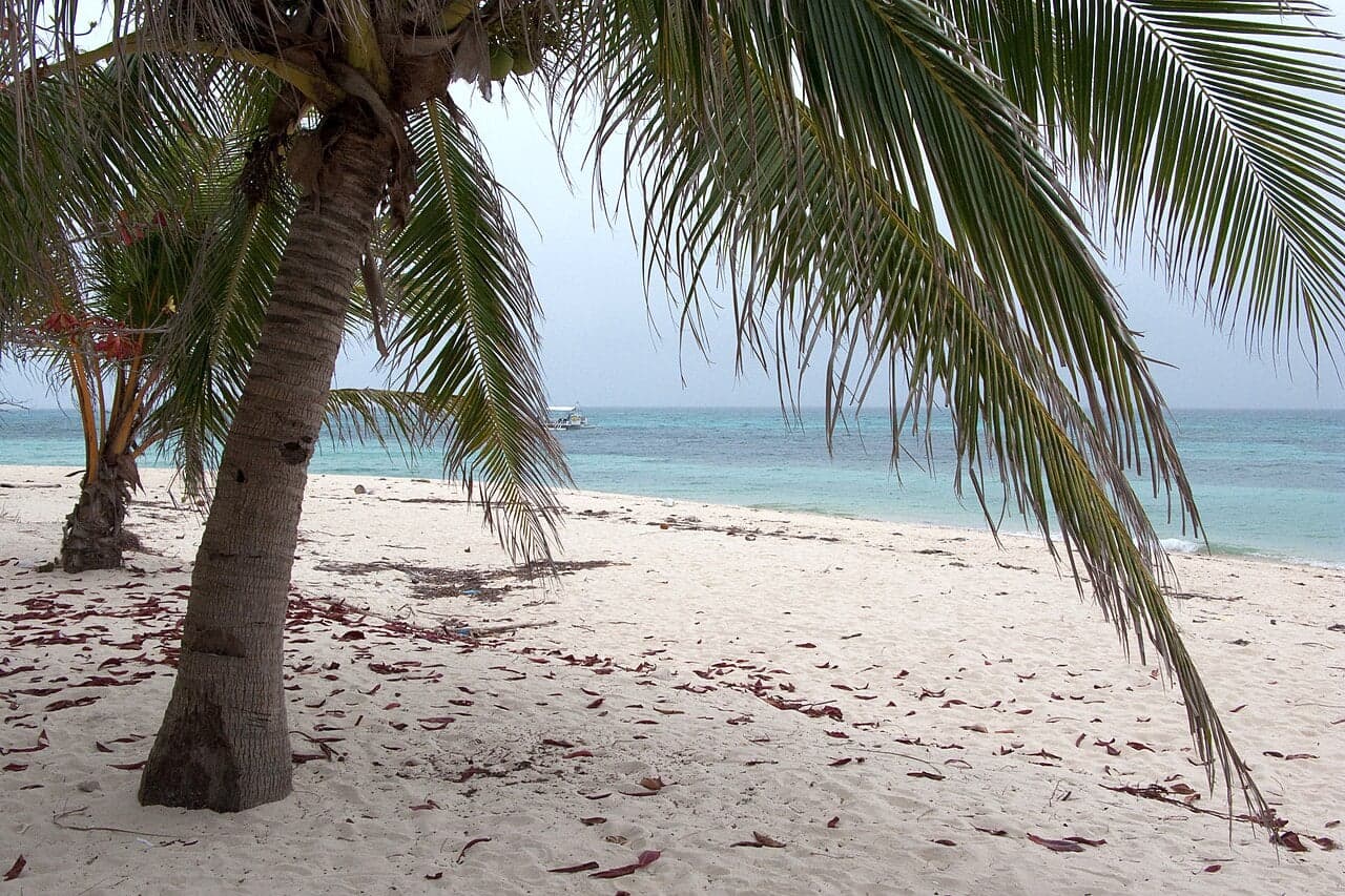 A curved white-sand beach with crystal-clear turquoise water and palm trees
