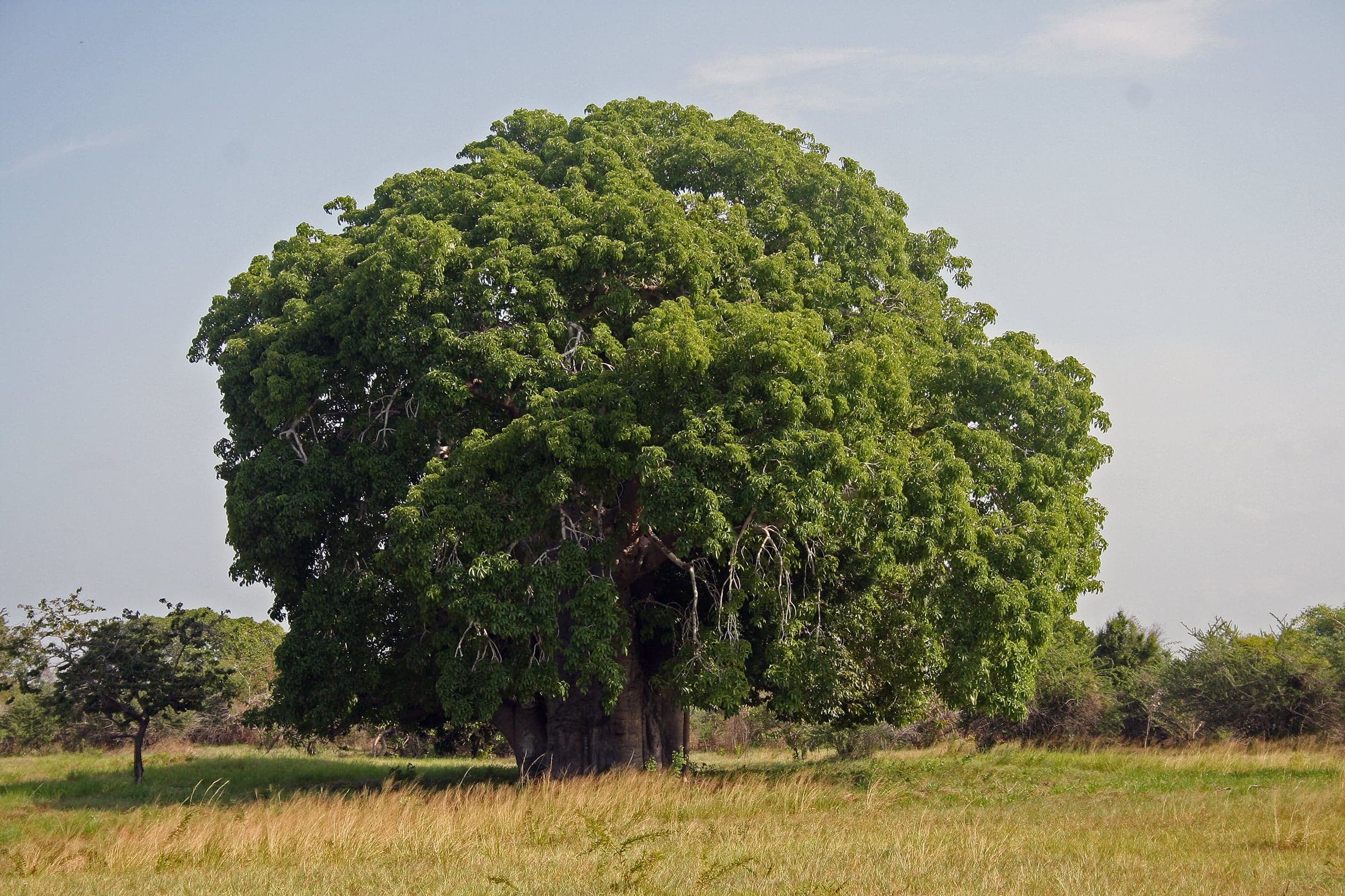 A huge baobab tree with a thick trunk and bare branches like roots at the top