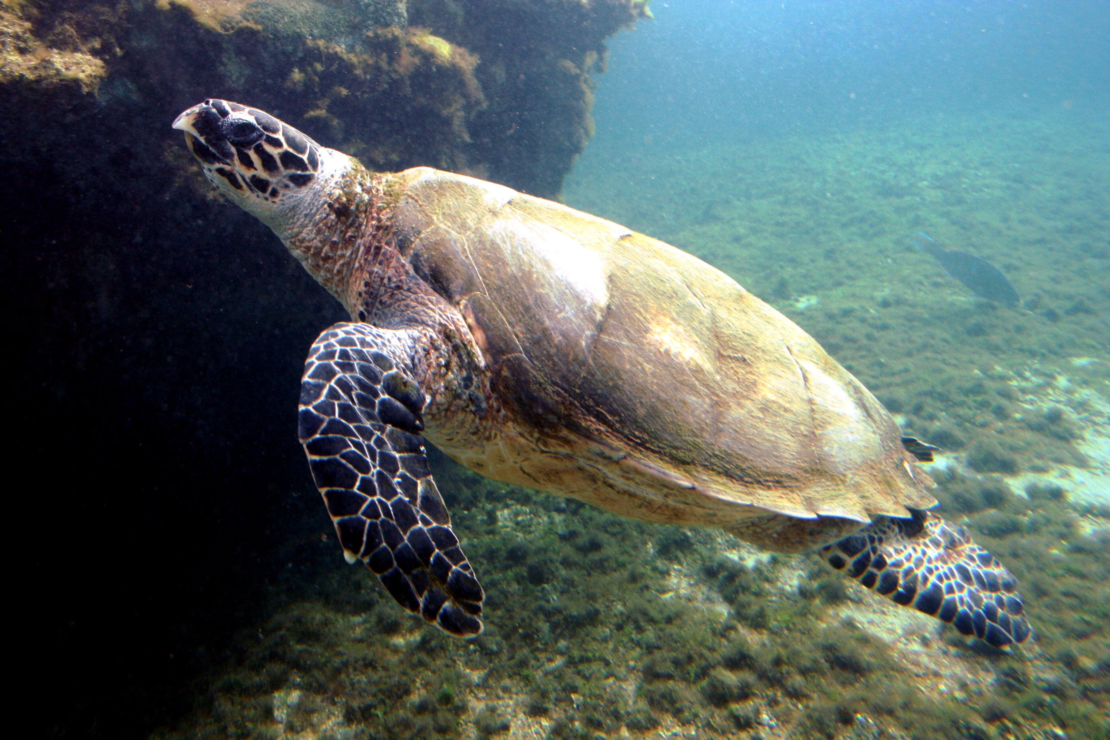 A hawksbill turtle swimming over a coral reef in clear blue water