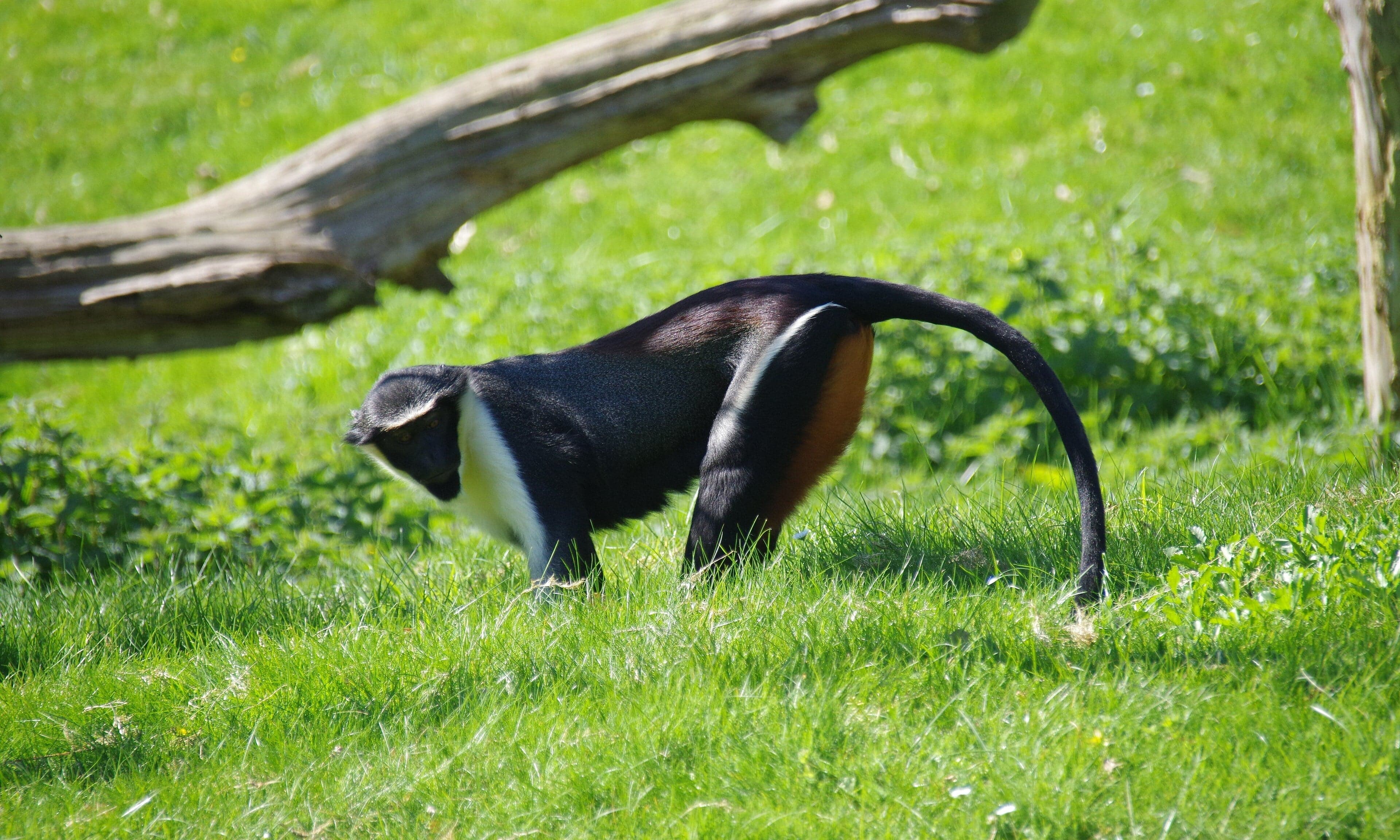 A Diana monkey with its distinctive white beard and black face sitting in a tree