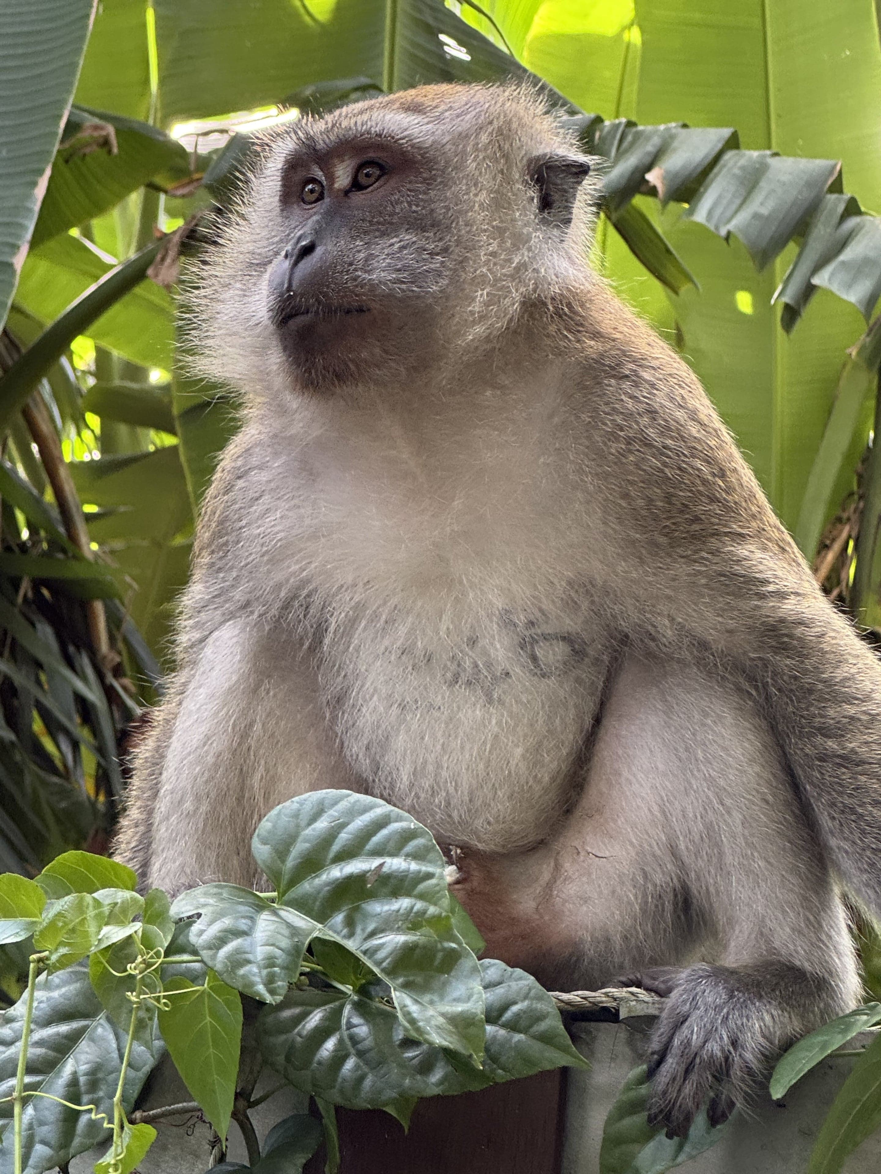 A long-tailed macaque sitting on a branch
