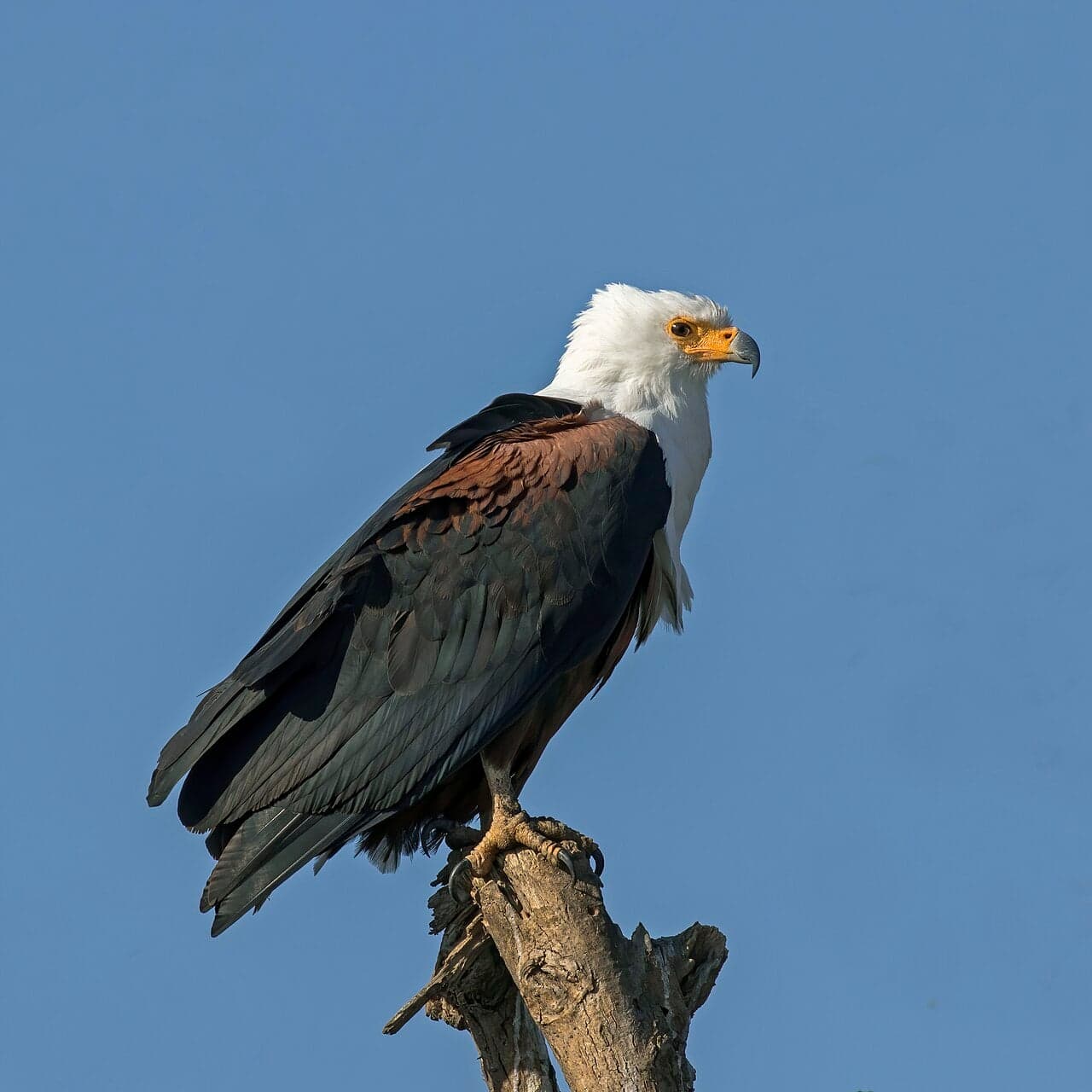 A Solomons sea-eagle perched on a branch overlooking the ocean