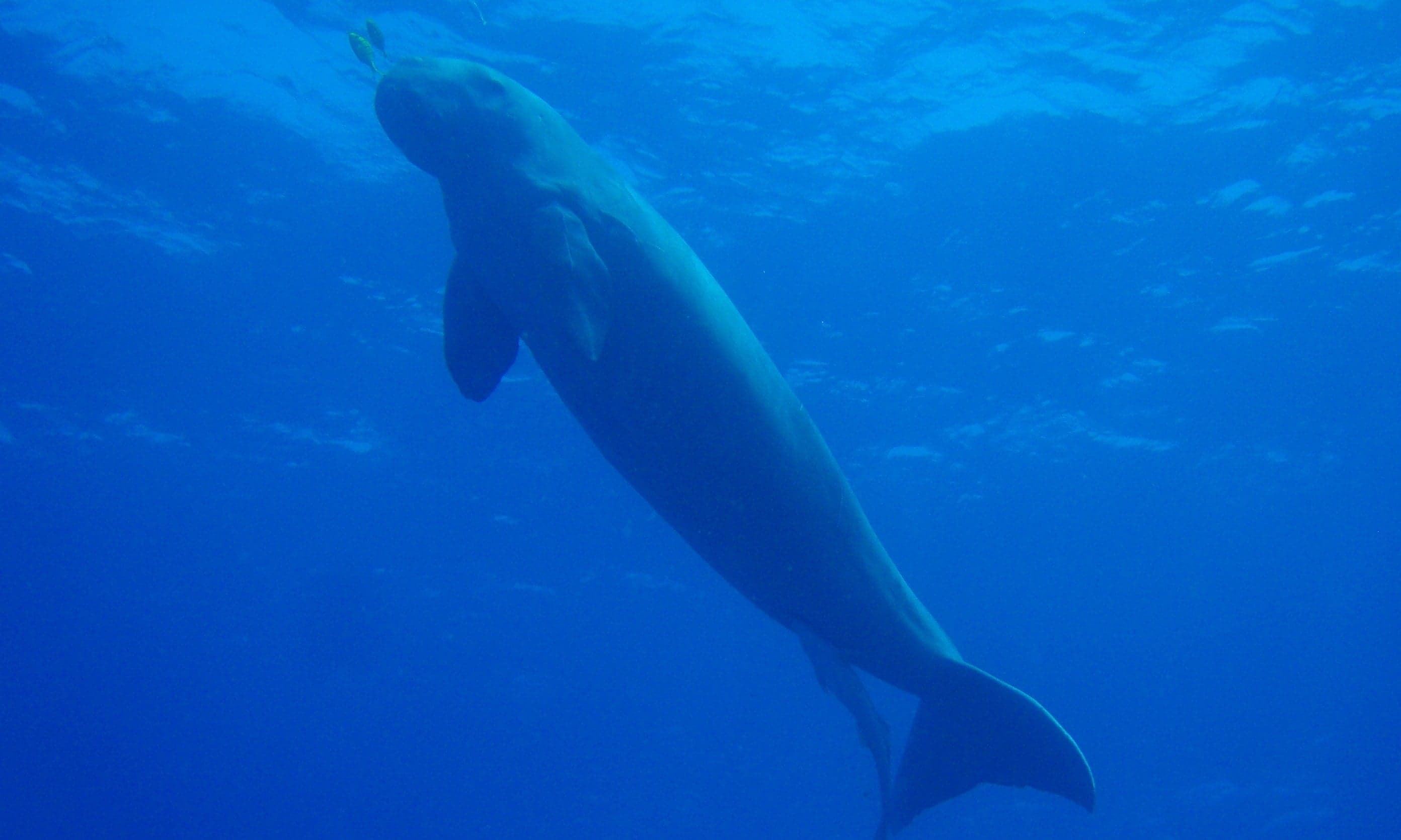 A large grey dugong gliding slowly through shallow turquoise water above a sea grass bed