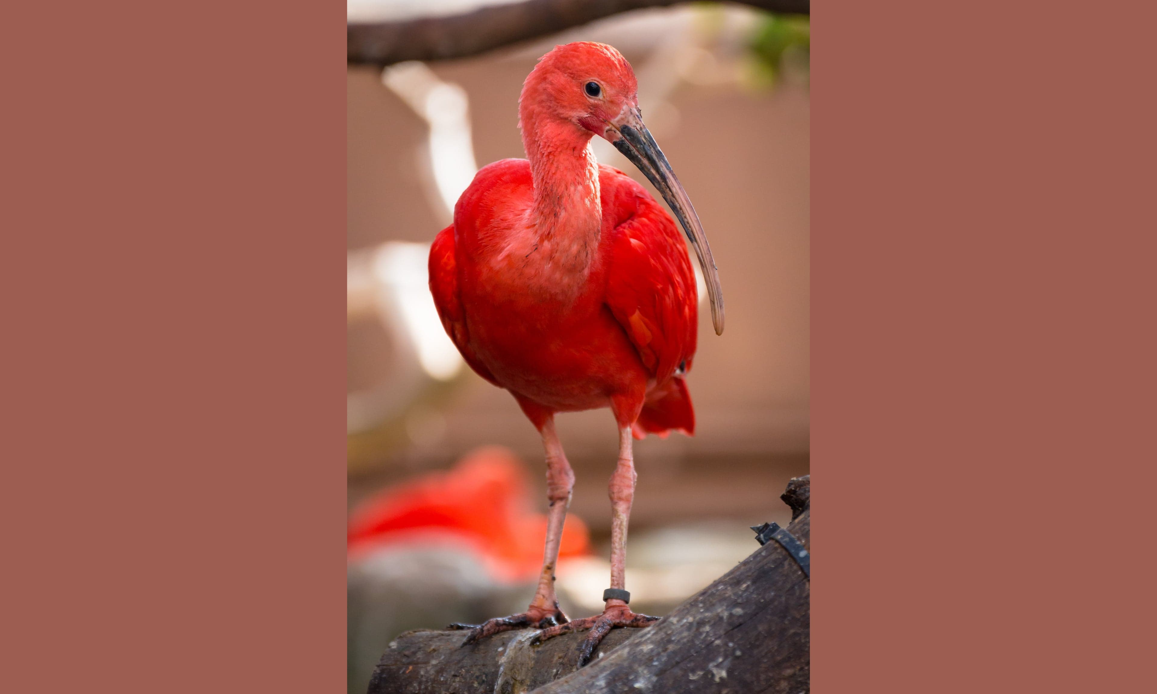 A flock of scarlet ibises with brilliant red plumage perching in mangrove trees
