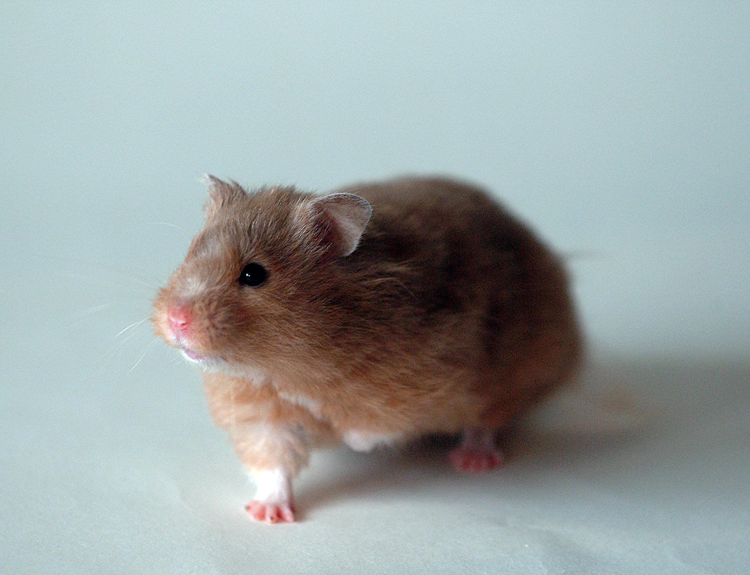 A fluffy golden Syrian hamster with cheeks puffed out