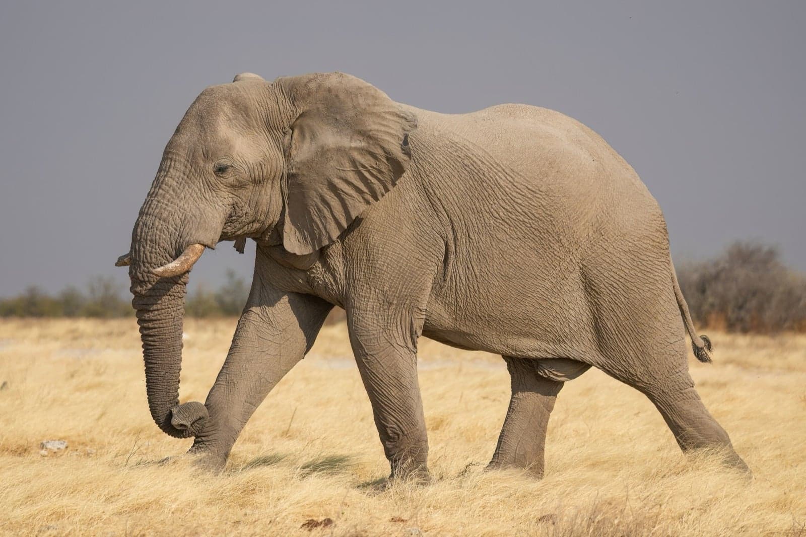 A family of African elephants walking across the Tanzanian savannah