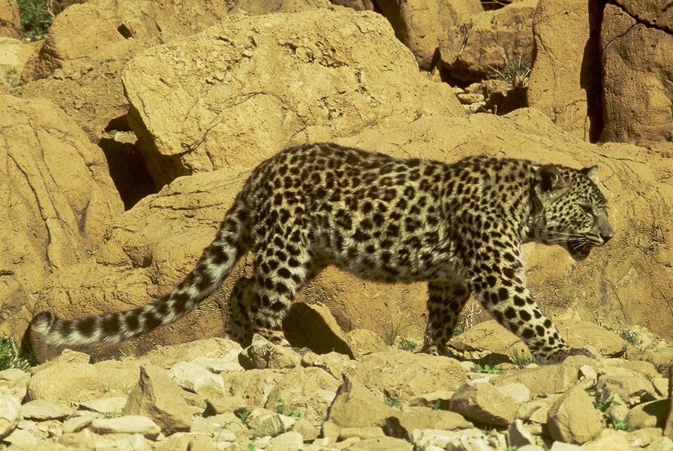An Arabian leopard with its pale golden coat and dark rosette spots resting on rocks